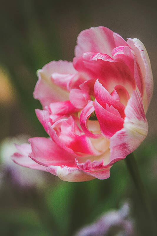 Beautiful Art Print featuring the photograph Soft Spring Tulip by Teresa Wilson