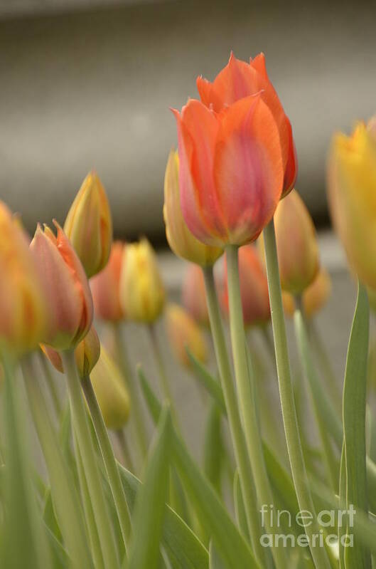 Tulip Art Print featuring the photograph Softness of Spring by Terri LeSaint-Keller