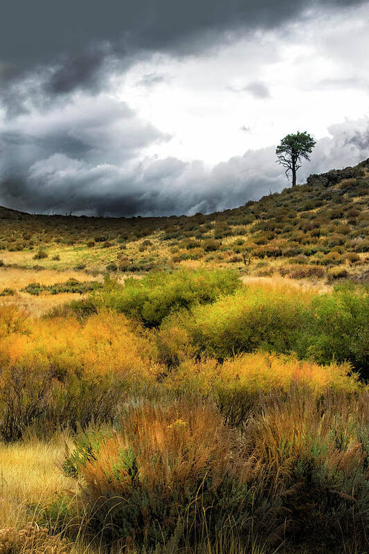 Solitary Pine Art Print featuring the photograph Solitary Pine by Frank Wilson