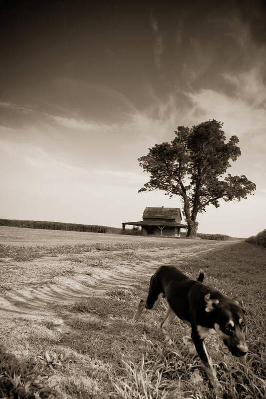 Old Cajun Shack In Sugar Cane Field Along Louisiana Hwy 190 Art Print featuring the photograph Someone wants to play by Angie Covey