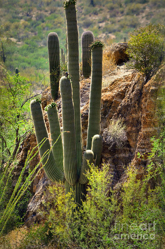 Nature Art Print featuring the photograph Sonoran Desert Dweller by Deb Halloran