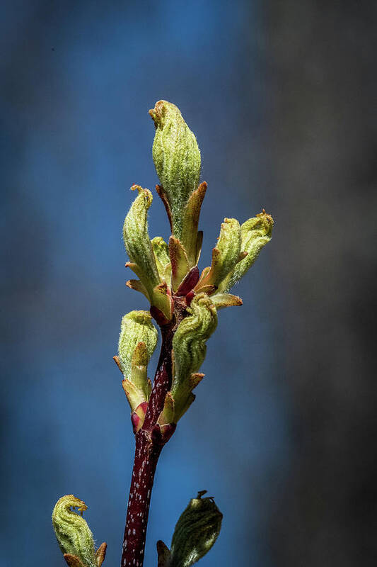 Bud Art Print featuring the photograph Spring Buds by Paul Freidlund