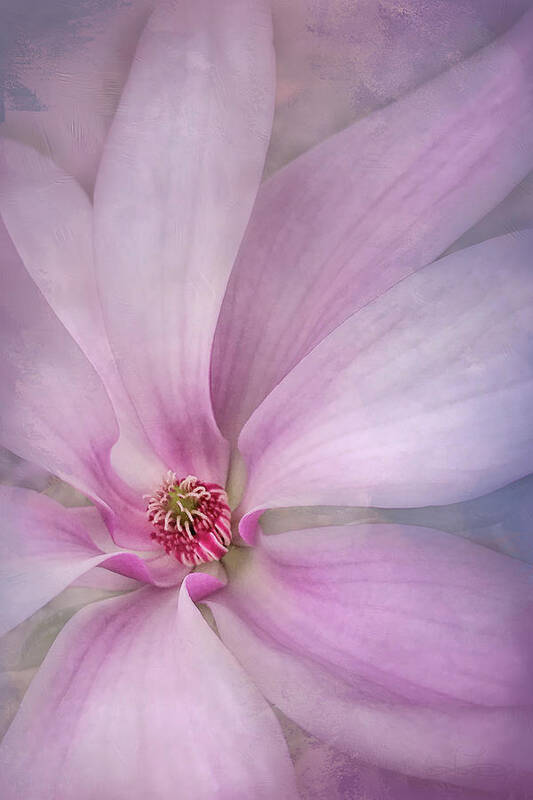 Magnolia Art Print featuring the photograph Spring Comes Softly by Jill Love