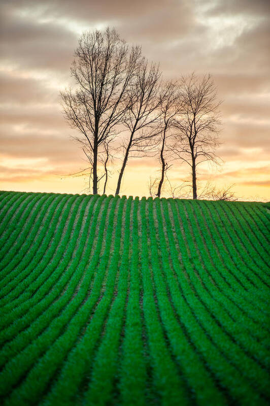 Rural Art Print featuring the photograph Spring Corn Rows of the Midwest by Matt Hammerstein