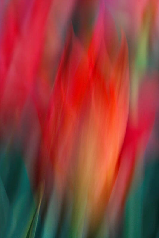 Tulip Art Print featuring the photograph Spring Fling by Neil Shapiro