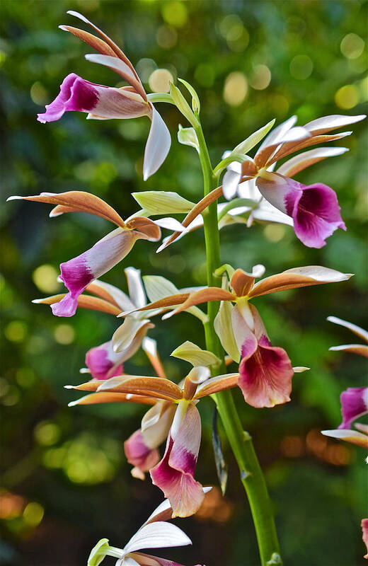 Orchid Art Print featuring the photograph Spring Show 15 Nun's Orchid 1 by Janis Senungetuk