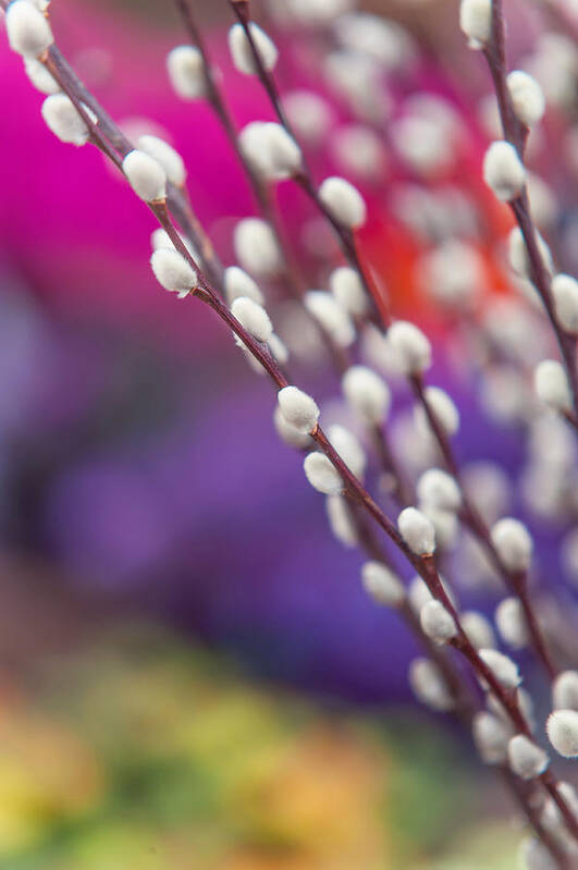 Jenny Rainbow Fine Art Photography Art Print featuring the photograph Spring willow branch of white furry catkins by Jenny Rainbow