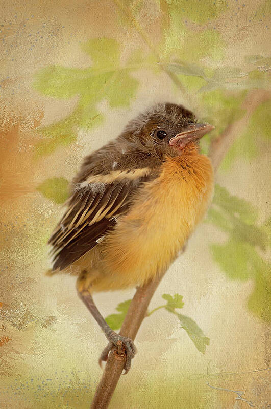 Baby Bird Art Print featuring the photograph Spring's Sweet Song by Jill Love