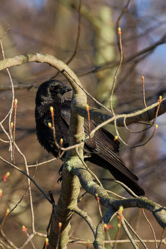 Crow Art Print featuring the photograph Springtime Crow by Bill Wakeley