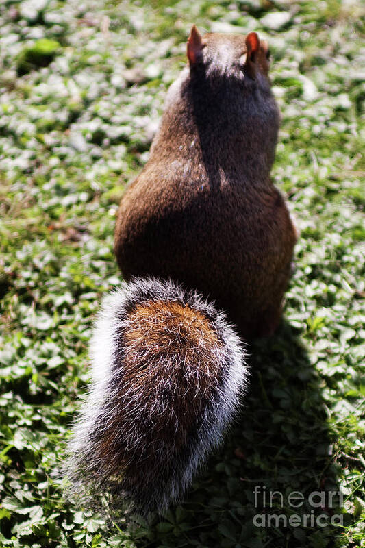 Squirrel Art Print featuring the photograph Squirrel s back by Agusti Pardo Rossello