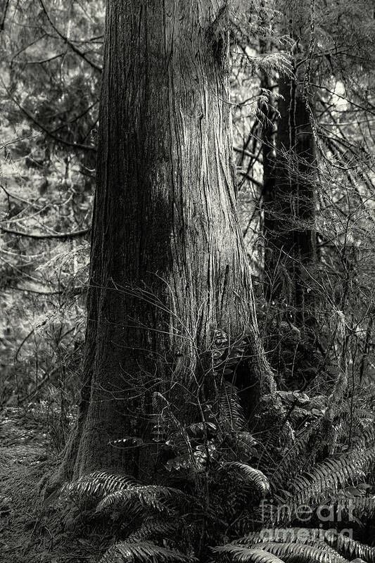 Forest Art Print featuring the photograph Stalwart of the Forest by David Hillier