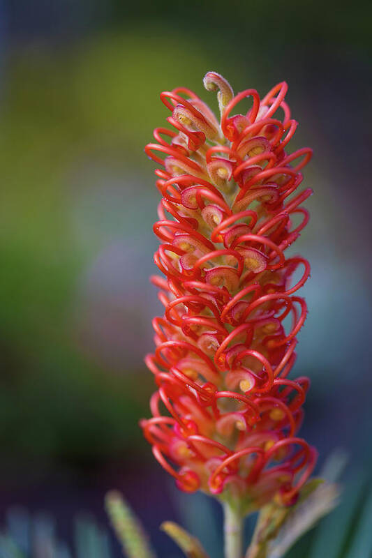 Grevillea Art Print featuring the photograph Stand Proud by Keith Hawley