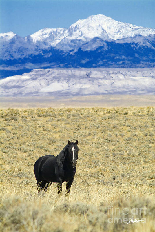 Black Horse In Open Range Art Print featuring the photograph Standing Horse by Bon and Jim Fillpot