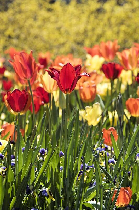Tulips Art Print featuring the photograph Standing out by Jeanne May