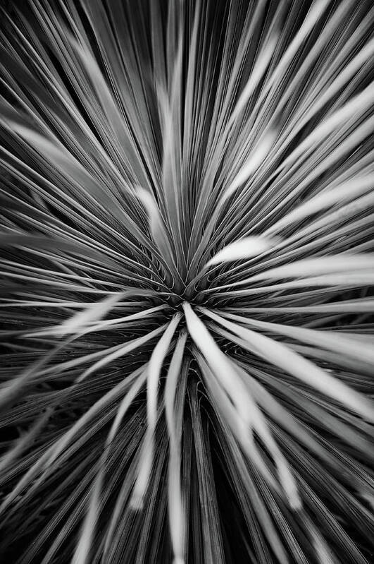 Plant Art Print featuring the photograph Starburst by Scott Norris