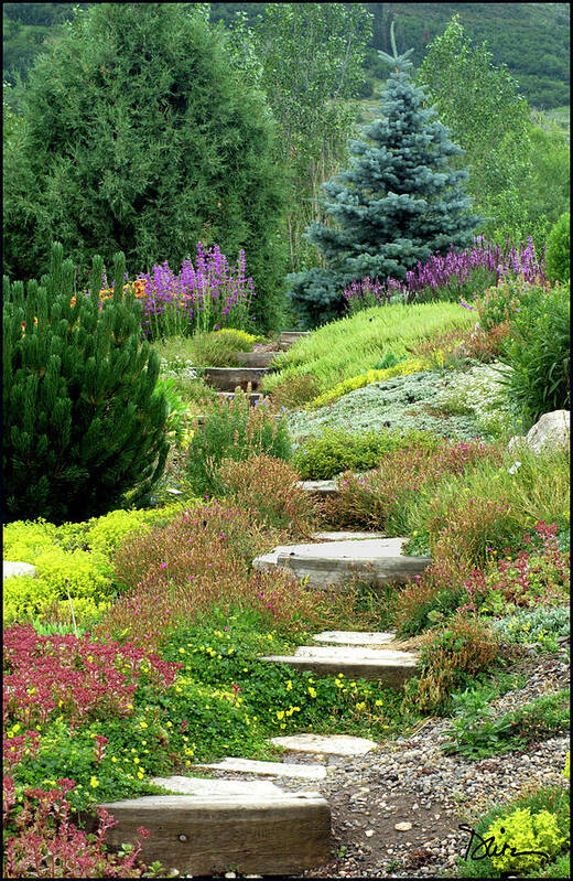 Steamboat Springs Art Print featuring the photograph Steamboat Garden Path by Peggy Dietz