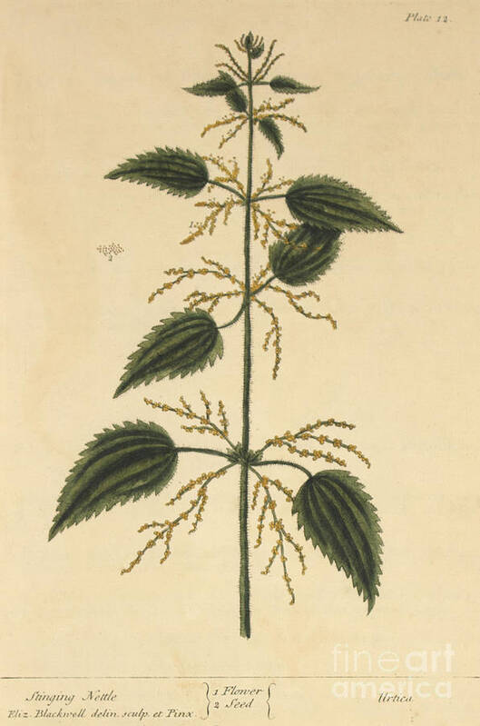 Science Art Print featuring the photograph Stinging Nettle, Medicinal Plant, 1737 by Science Source