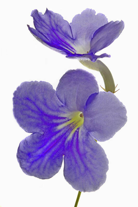 Streptocarpus Art Print featuring the photograph Streptocarpus. by Terence Davis