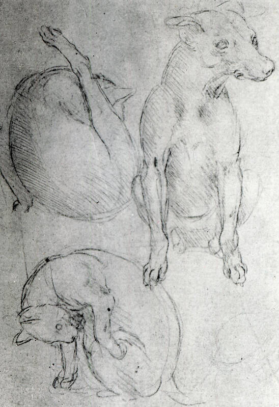 Da Vinci Art Print featuring the drawing Study of a dog and a cat by Leonardo da Vinci