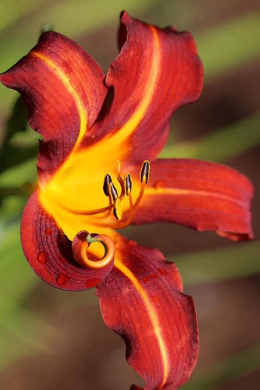 Daylily Curl Art Print featuring the photograph Stylistic Daylily by Tammy Pool