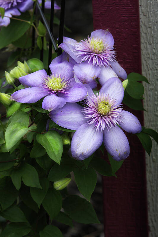 Flowers Art Print featuring the photograph The Barn Flower by Randall Evans