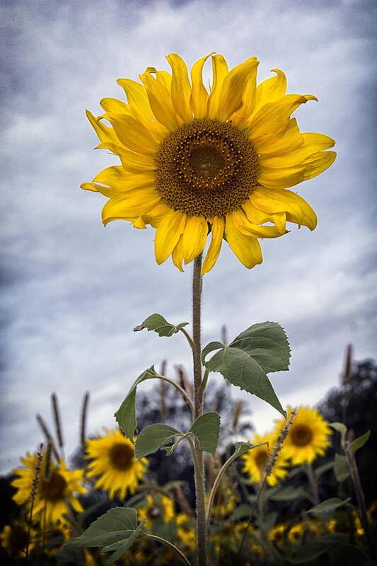 Sunflower Art Print featuring the photograph Sun Burst by Robert Fawcett
