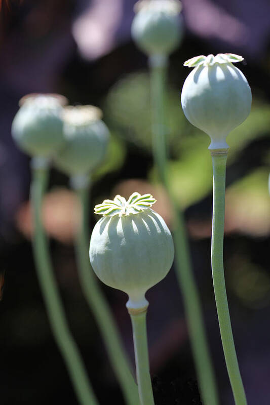 Poppy Art Print featuring the photograph Sun Kissed Poppy Pods by Tammy Pool