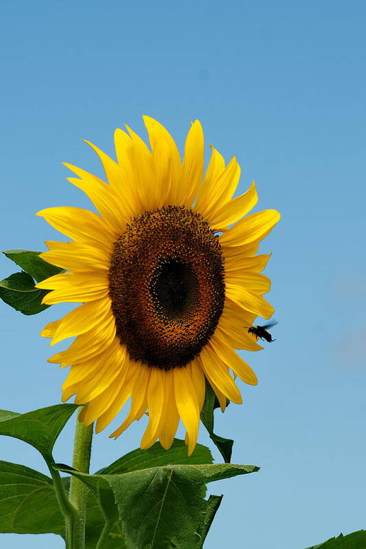 Bee Art Print featuring the photograph Sunflower and Bee by Alan Hutchins