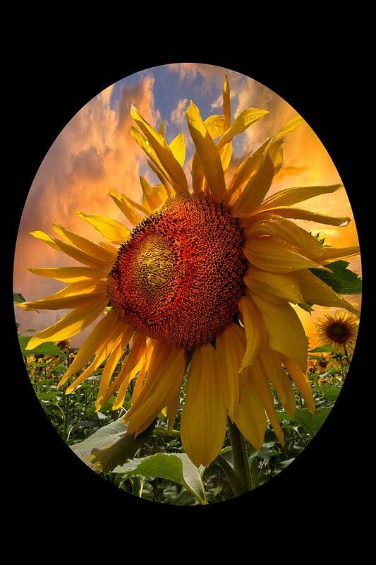 Sunflower Art Print featuring the photograph Sunflower Dawn in Oval by Debra and Dave Vanderlaan