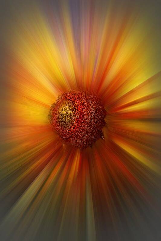 Abstract Art Print featuring the photograph Sunflower Dawn Zoom by Debra and Dave Vanderlaan