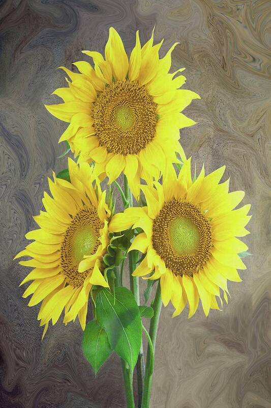 Sunflower Art Print featuring the painting Sunflower Dreaming by David Dehner