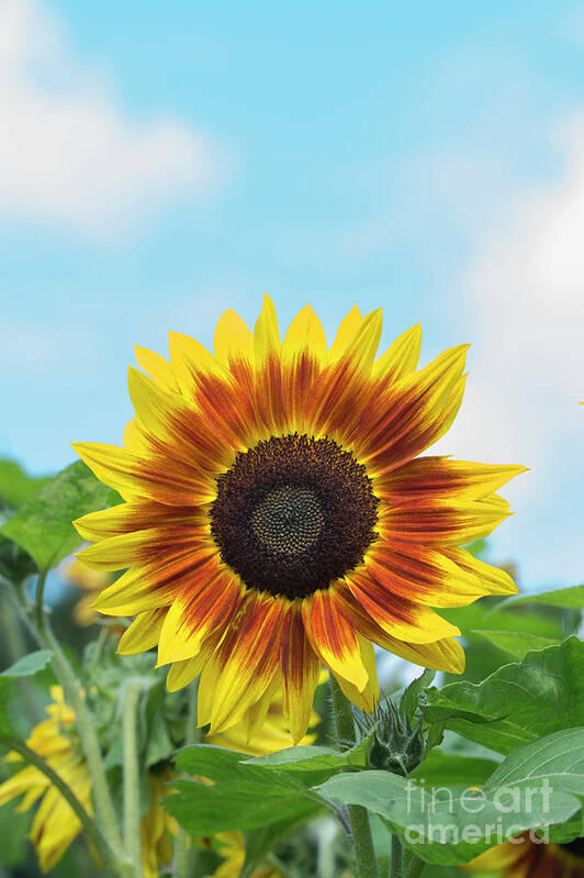 Sunflower Harlequin Art Print featuring the photograph Sunflower Harlequin by Tim Gainey