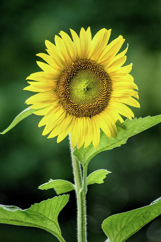 Flower Art Print featuring the photograph Sunflower in Bloom by Don Johnson