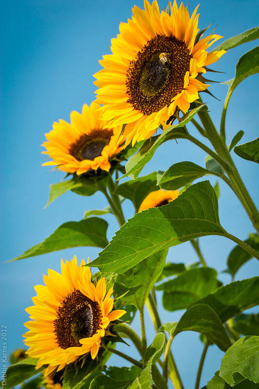 Sunflowers Art Print featuring the photograph Sunflower Morning by Debbie Karnes