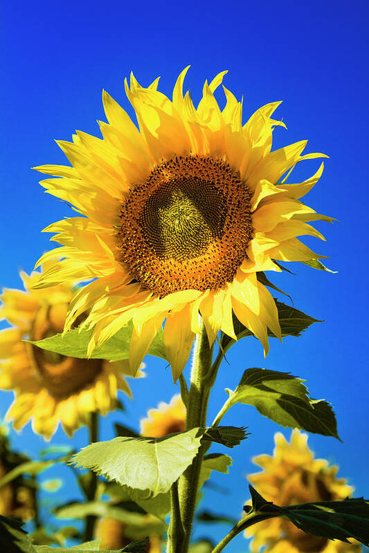 Agriculture Art Print featuring the photograph Sunflower Summer by Teri Virbickis