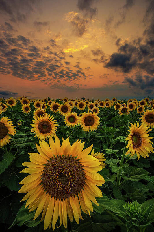 Yellow Art Print featuring the photograph Sunflower Sunset by Aaron J Groen