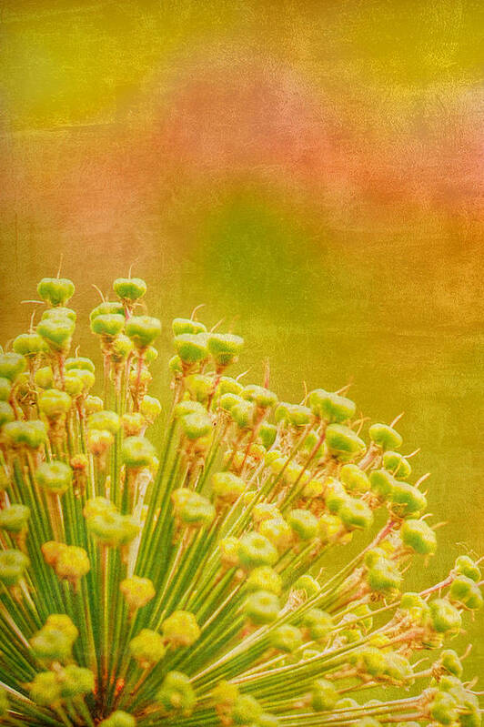 Sunny Art Print featuring the photograph Sunny Allium by Bonnie Bruno