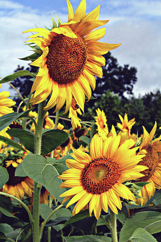 Sunflower Art Print featuring the photograph Sunny Days by Jessica Brawley