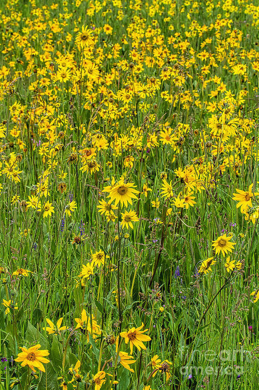 Sunflowers Art Print featuring the photograph A Sunny Disposition by Jim Garrison