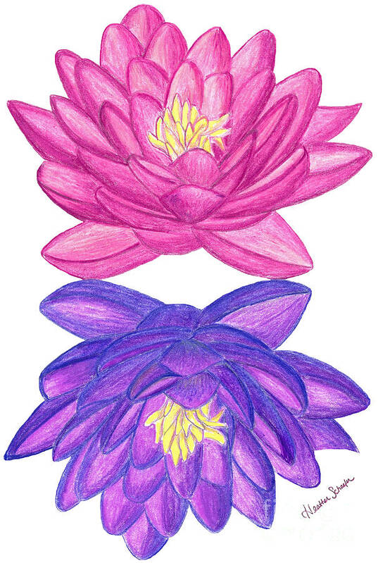 Flower Art Print featuring the drawing Sunrise Sunset Lotus by Heather Schaefer