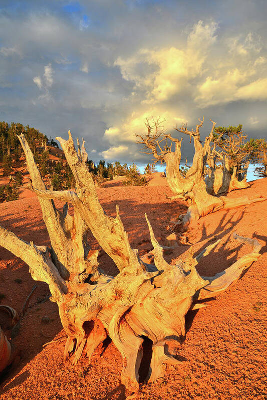 Dixie National Forest Art Print featuring the photograph Sunset Light on Twisted Forest by Ray Mathis