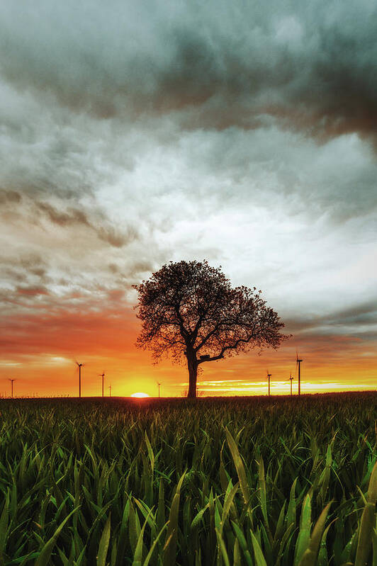 Tree Art Print featuring the photograph Sunset by Marc Braner