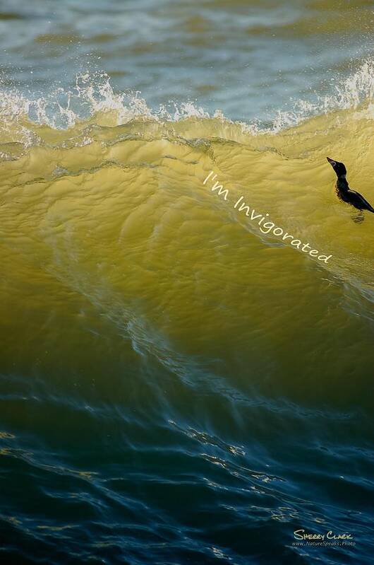  Art Print featuring the photograph Surf Scoter says I'm Invigorated by Sherry Clark