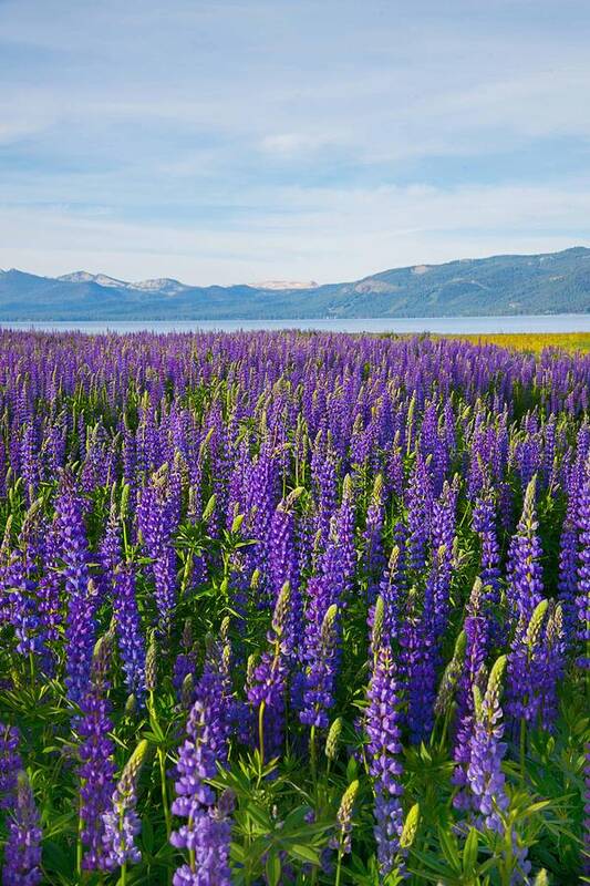 Lupines Art Print featuring the photograph Tahoe in Summer by Janet Kopper