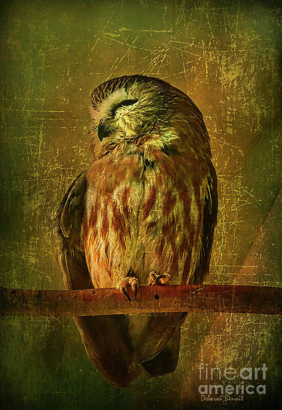 Owl Art Print featuring the photograph Taking A Snooze by Deborah Benoit