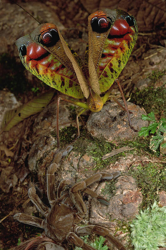 00115907 Art Print featuring the photograph Tarantula Startles a Giant Katydid by Mark W Moffett