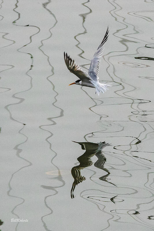 Tern Art Print featuring the photograph Tern Style Three by Bill Roberts