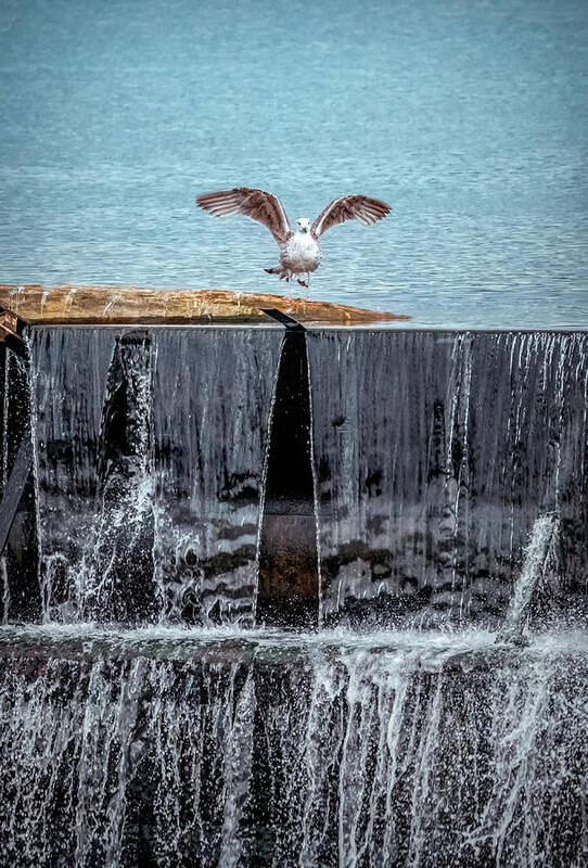 The Bird Art Print featuring the photograph The bird over waterfall by Lilia S