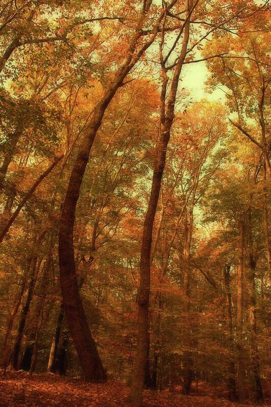 Autumn Art Print featuring the photograph The Curved Tree In The Woods by Angie Tirado