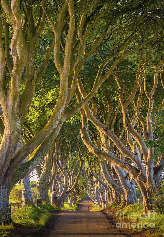 Ancient Trees Art Print featuring the photograph The Dark Hedges by Henk Meijer Photography